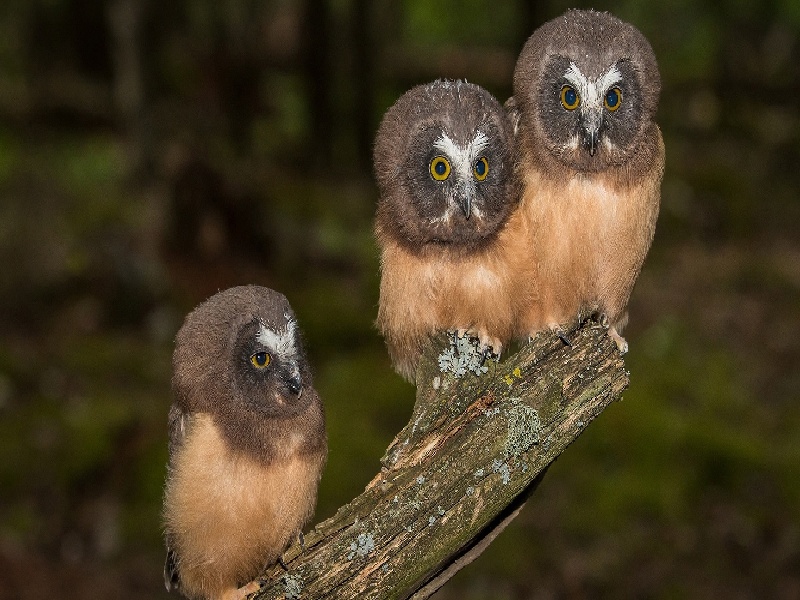 <strong>珠海正规的人工授精费用（试管高龄长方案）</strong>